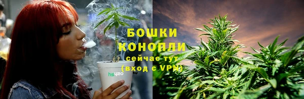 сатива Беломорск